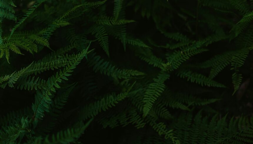 green leafed plants